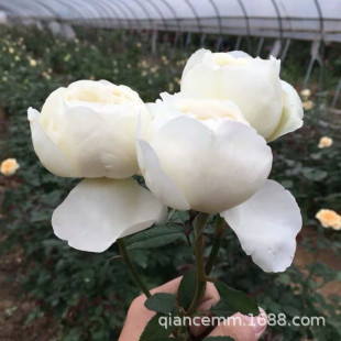 Shrub Rose Seedling Eve Wedding Road Cut Flower Rose White Big Bun Courtyard Balcony Flower Viewing Potted Plant