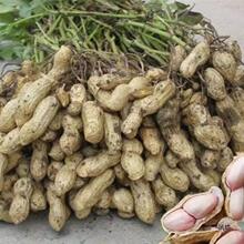 现挖鲜干湿带米新鲜生花生花生泥厂花生带壳红皮花生水煮花生