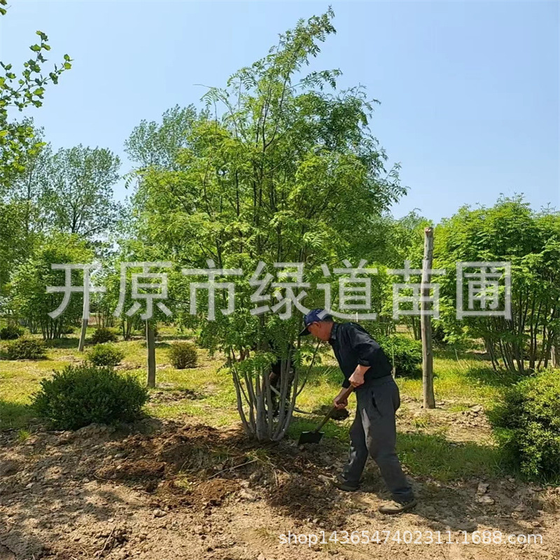 苗圃供应 水榆花楸 百花花楸 黑果花楸工程苗小苗丛生单株小乔木