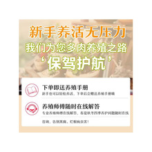 多肉植物肉肉幼儿园绿植小盆栽大颗好养含盆室内套餐老桩群生精品