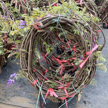 紫藤花树苗 紫藤花树苗品牌 图片 价格 紫藤花树苗批发 阿里巴巴