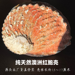 特大号澳洲鲍鱼壳批发加州白鼠尾草雪松圣木蓝草烧盘天然家居摆件