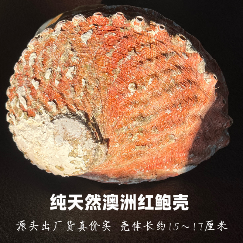 特大号澳洲鲍鱼壳批发加州白鼠尾草雪松圣木蓝草烧盘天然家居摆件