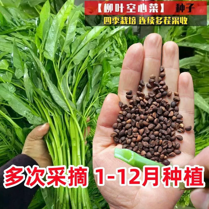 Семена четырехсезонного водного шпината, семена крупнолистового водного шпината, зеленые стебли водного шпината с листьями ивы в горшках на балконе можно выращивать в гидропонике.