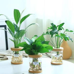 Green dill hydroponic potted plant indoor flower green plant office green basket rich tree in addition to formaldehyde rich bamboo mint