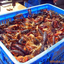 淡水小龙虾养 龙虾种苗、养殖、农业水产养殖