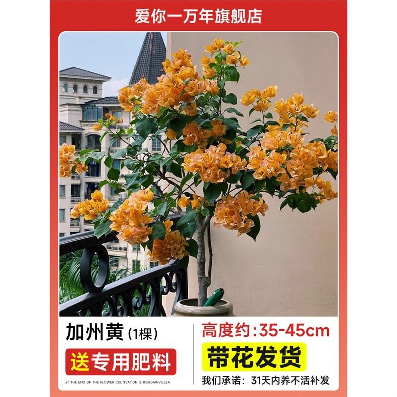 부겐빌레아 : 캘리포니아 황색 모종 [꽃과 함께 배송] + 비료