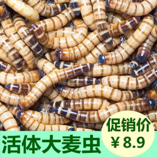 �����x������xһ���؃r����x�����~�˸�����}���Bʳ���������