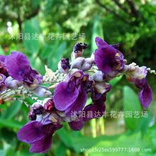 ���l�������N��ˮ����ˮɏ�����������ˮ��ˮ���G��ֲ�ﮔ���·N