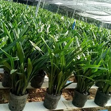 兰花墨兰企黑散苗地滩插花跑江湖专属裸根发货四季兰