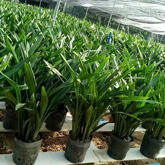 Орхидея, черная орхидея, рассада без питательного среды, для посадки в грунт, для флористики, эксклюзивная поставка без питательного среды, всесезонная орхидея.