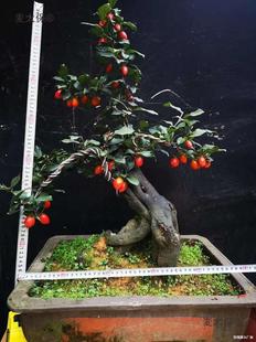 �Ϙ������辰�В�������辰����ɼ޽�֦�l���������Ә��^��̫��