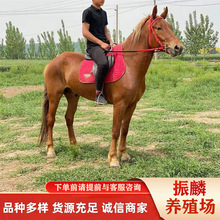 �������R �����R�x �ɹ��R �����R�x ��Ѫ�R �^�p�T�����R