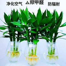 �^���񎧸�ˮ��ˮ�B���F���҃����ԾGֲ�ﻨƿ�ļ��׻��һ�����l