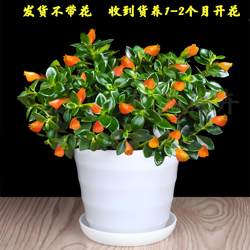 금붕어 꽃 : 25-35 + 흰색 실 냄비 + 꽃 촉진 비료