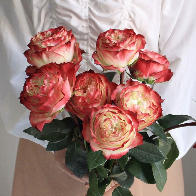 Дропшиппинг кенийских розовых рассады, розы Apple Jack, цветы, ароматные балконные растения с четырехсезонным цветением