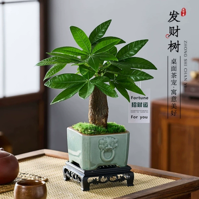 Богатое дерево маленькое горшечное растение в помещении