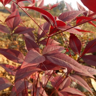 Nantian Bamboo Seedlings, Hunan Red Nantian Bamboo, Nantian Bamboo Color Block Engineering Seedlings, Large Quantities, Low Prices, Direct Supply, Pure Quality