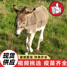 宠物驴活体人工养殖场出售 迷你小毛驴儿童观赏骑乘 宠物毛驴价格