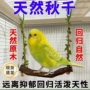 不烂鸟类磨牙悬挂秋千