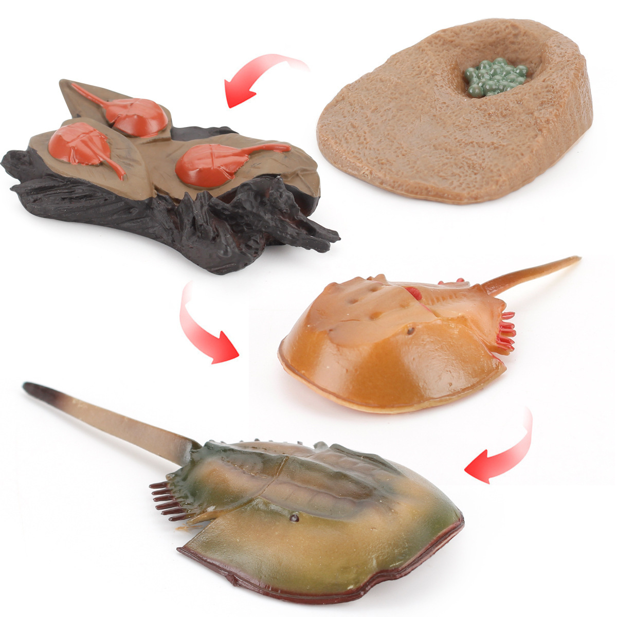 Exportación transfronteriza Simulación infantil modelo animal marino Tortuga cocodrilo pulpo ciclo de crecimiento educación temprana juguetes cognitivos