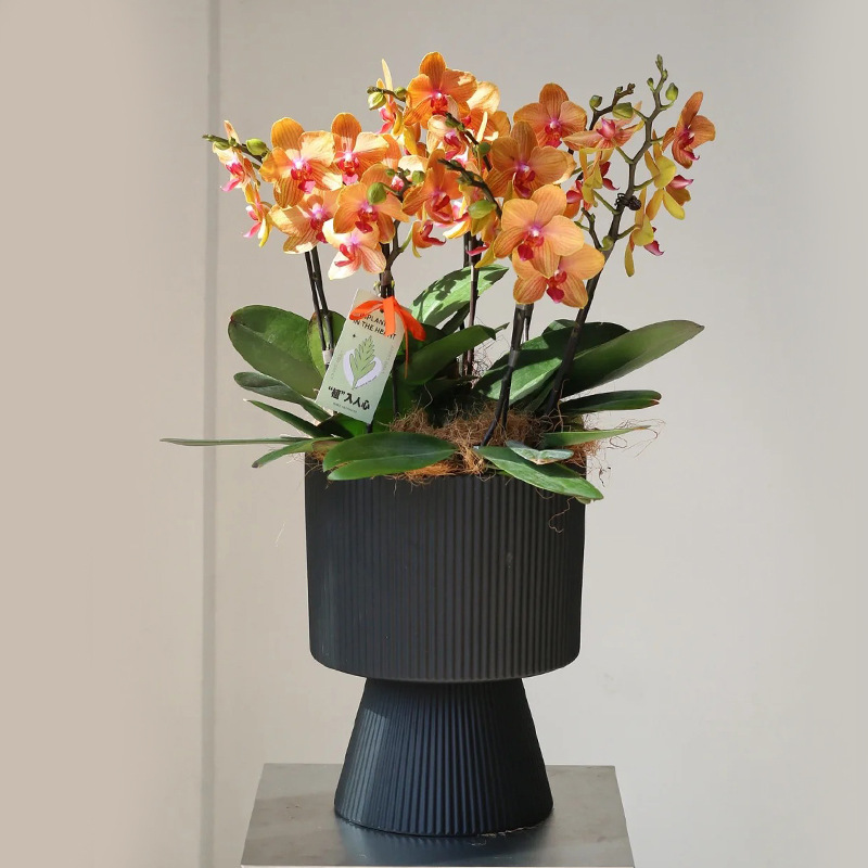 Orquídeas de mariposa de color perla francesa cerámica de gran calibre, orquídeas de hibisco domésticas, vasijas especiales para regalos de vivienda