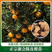 �����Ƥ���硿���ڲ�֦�������С��̼޽����Ϸ�ֲ����Ә���