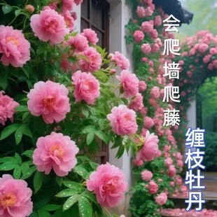 ���_˹�p֦ĵ���N���������޸�����컨���L�׳ɻ��҃�ͥԺ�Gֲ