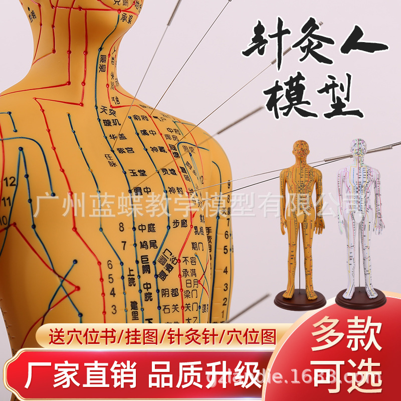 ��ҽ���Ѩλ����ģ�ͳ�����ʮ������СƤ���������ģ����Ůģ��