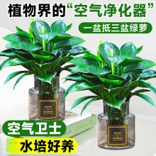 ���~��荾G����ˮ����B�ļ����ܾGֲ�҃�����ֲ���·�����ȩ�҃�