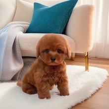 ���l̩��Ȯ���w����С��Ȯ�豭Ȯ���pȮ�̩���܌���ȮС������