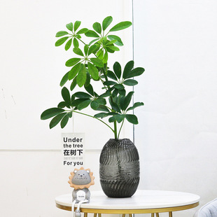 Duck Foot Wood Hydroponic Plant Water-Raised Potted Duck Foot Wood Is Easy to Grow Indoor Green Plants and Florals in All Seasons, Seven-Leaf Lotus Fortune Tree