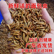 鲜活黄粉虫鹦鹉龙鱼乌龟鸟食仓鼠守宫活体宠物饲料面包虫活虫工厂