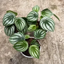 ����Ƥ�������� ins���W�Gֲ ����Сֲ�� �҃�����ȩ