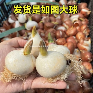 ˮ���������N��ˮ�ɻ��N�ӻ������ԾG�Gֲ�҃��r���Gֲ���L����