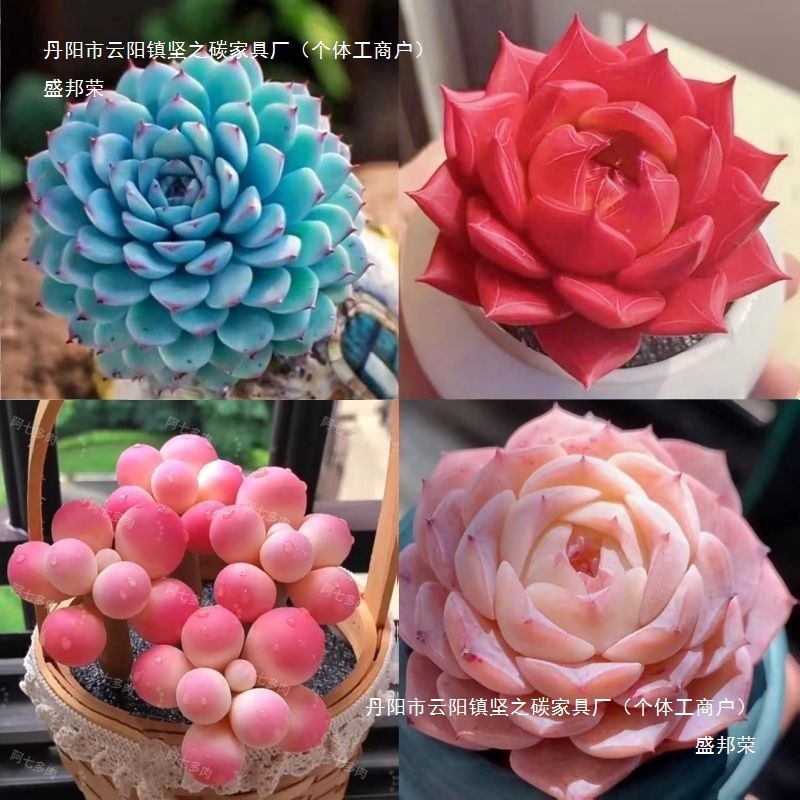 多肉植物 小盆栽批发 豪华套装多肉组合桃蛋玉露绿植花卉园艺其他