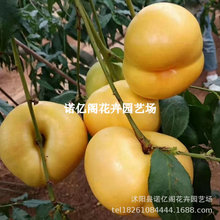 ��Ʒ�N�޽����7-7�����9̖�S����Ҙ����Ϸ������Nֲ���������