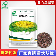 徽乌15黄心菜种籽乌塌菜种子庭院杂交蔬菜种孑菊花菜矮脚小白菜籽