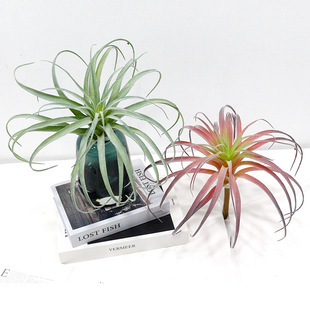 �������ֲ������ С̖�՚��P��� �k�����b����ϼٻ��Gֲ�՚��