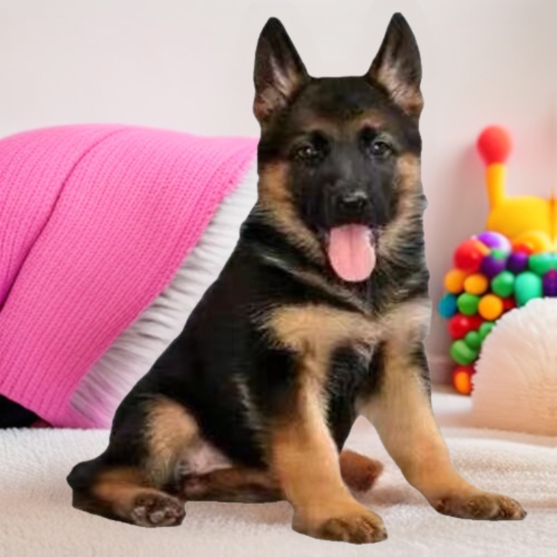 Purebred Domestic German Shepherd Puppies German Shepherd Police Dogs Military Dogs Medium-Sized Guard Dogs Pet Dogs Live Animals