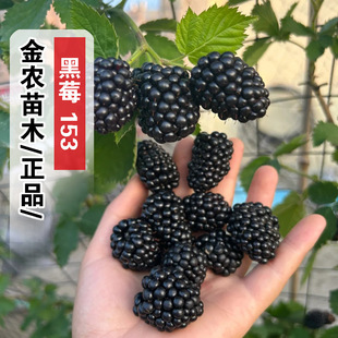 153��ݮ�����ļ��Y������p����ݮ�����ԝ{����ݮ�����ϱ����Nֲ