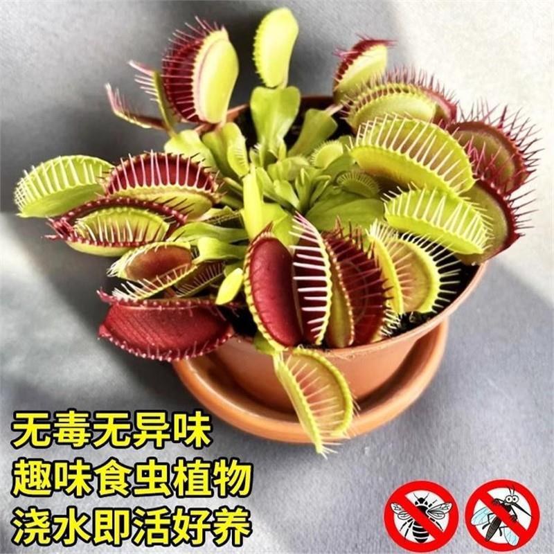 捕蝇草盆栽猪笼草苗食虫草捕蚊草食人花食蚊草趣味盆栽超大捕虫草