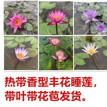 热带香型丰花睡莲批发庭院水池阳台盆栽黑美人蓝鸟乔伊泰王种球