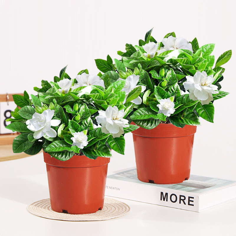 100#싹이 있는 치자나무(원래 화분 흙) + 영양액 [화분 2개 특가]