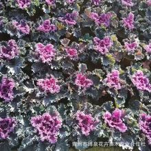 羽衣甘蓝盆栽苗山东草花基地供应冬季抗冻草花羽衣甘兰工地绿化苗