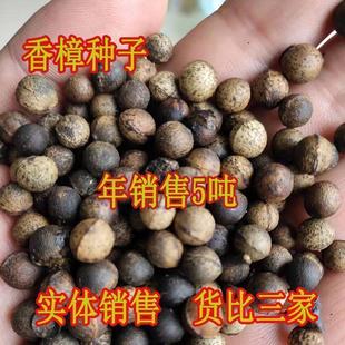 Camphor Seeds, Small-Leaf Camphor Seeds, Large-Leaf Camphor Seeds, Camphor Tree Seeds, Camphor Oil, Camphor Oil Tree Seeds