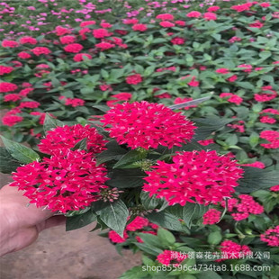 Starry Flower Five-Star Flower Shandong Qingzhou Wholesale Potted Starry Flower with Bright Colors and Large Planting