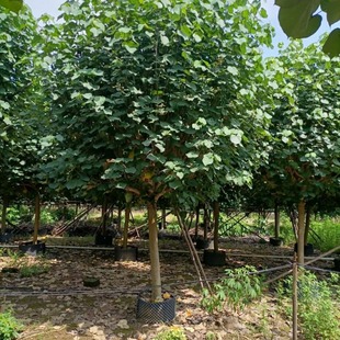 �S��&nbsp; ���G�е����S� �����÷N���G��ľ��ɽ��ľ�������l