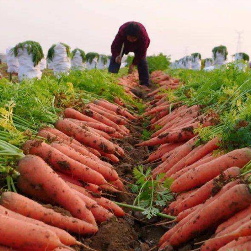 正宗胡萝卜5斤整箱新鲜蔬菜脆甜带泥包邮3批发10农家现挖沙地萝卜