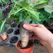 ���Ͱlؔ��С����ؔ�� ����Gɫ����ֲ����ľ �����ļ��^�~����